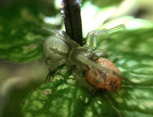 Cheiracanthium sp.